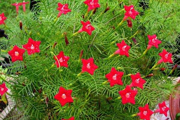 草本植物，茑萝