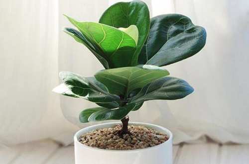 木本植物,琴叶榕