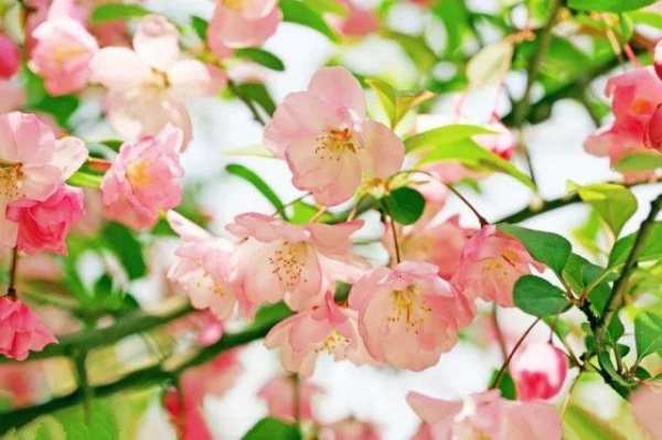 木本植物,海棠花