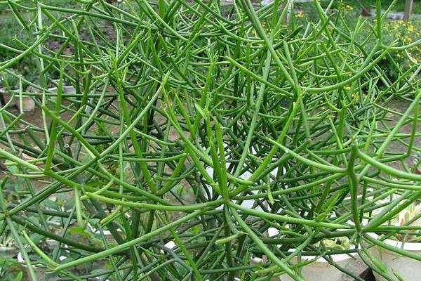 木本植物,光棍树