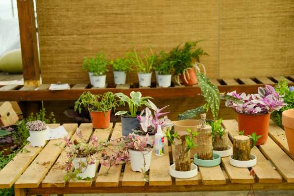 木本植物，女贞