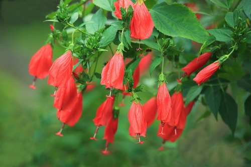 木本植物,悬铃花