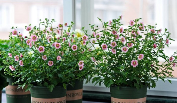 木本植物，小木槿