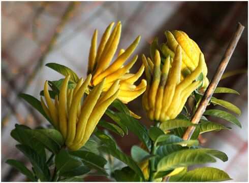 木本植物，佛手