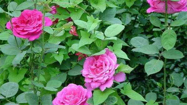 月季花如何养殖方法分享