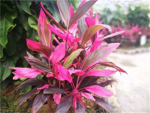 木本植物，朱蕉