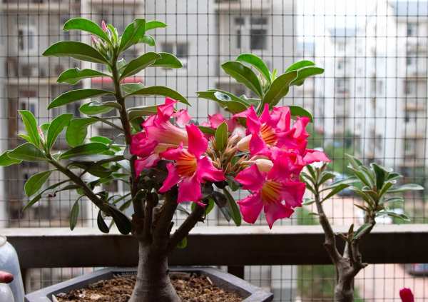 木本植物，沙漠玫瑰