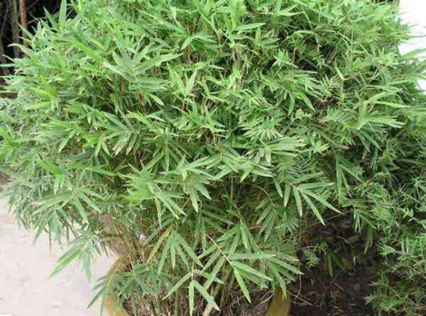 木本植物，凤尾竹