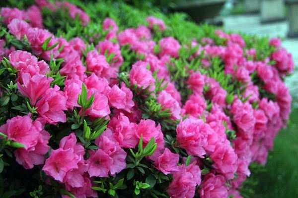 木本植物，杜鹃花
