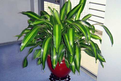 木本植物,巴西铁