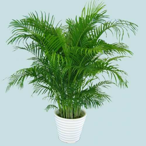 木本植物，散尾葵