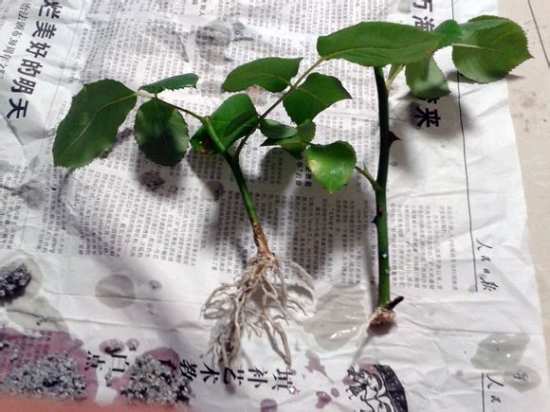 怎样水泡繁殖月季方法分享