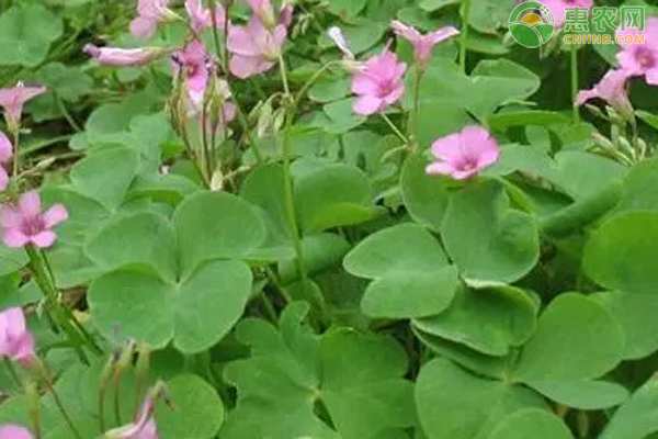 夏天休眠的6种花
